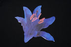 Black cotton T-shirt front with large blue flower graphic and pink accents